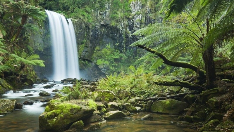 daintree-rainforest.jpg