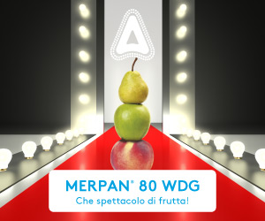 MERPAN® 80 WDG, un alleato contro la bolla del pesco