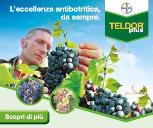 Teldor Plus: il tuo alleato contro la botrite