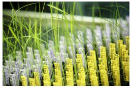 BASF Plant Science - serra Crop Design - Foto Copyright BASF