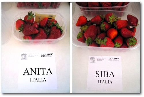 Fragole - Anita e Siba - varietà fragola