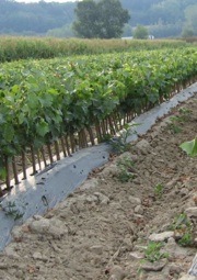 materiali biodegradabili - vivaismo viticolo