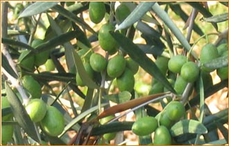 Olive - Puglia - Foto Unaprol