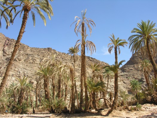 Palme colpite da punteruolo rosso - Oasi del Wadi Feiran