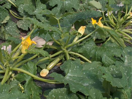 Zucchino in coltura protetta - Foto Gruppo Ponzi