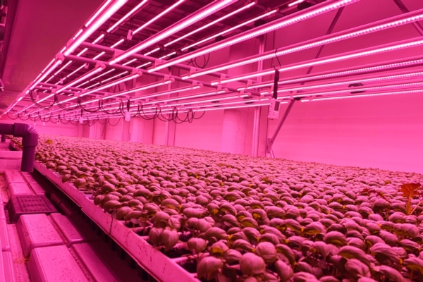 Alla Scoperta Della Vertical Farm Agricola Moderna - Agronomia 