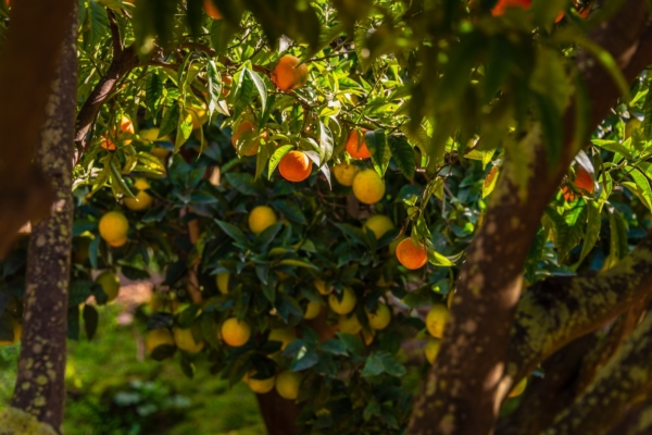 Agrumi, quali fungicidi contro allupatura - Difesa e diserbo - AgroNotizie
