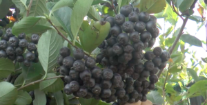 Piccoli frutti, un'opportunità in più con l'Aronia melanocarpa ...