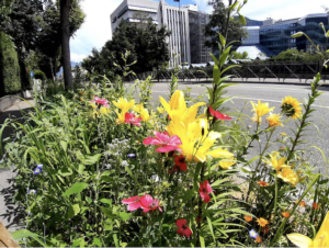 Bolzano: fiori in città per la biodiversità - Economia e politica ...