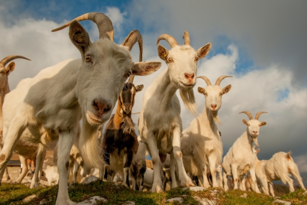 Capre, le razze da tutelare - Zootecnia - AgroNotizie
