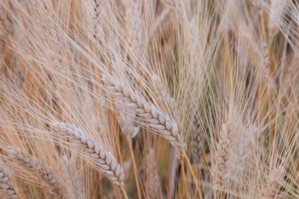 Il dizionario dei cereali - Agronomia - AgroNotizie