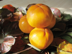 Kaki Ribera Sun®, conclusa la prima raccolta - Agronomia - AgroNotizie