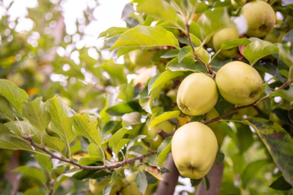 EVENTO - Progetto Dream: frutteti sostenibili - Agronomia - AgroNotizie