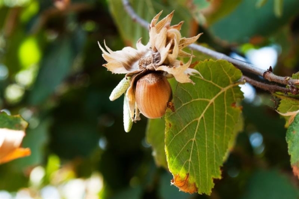 Mercato delle nocciole tra import e consumi - Economia e politica ...