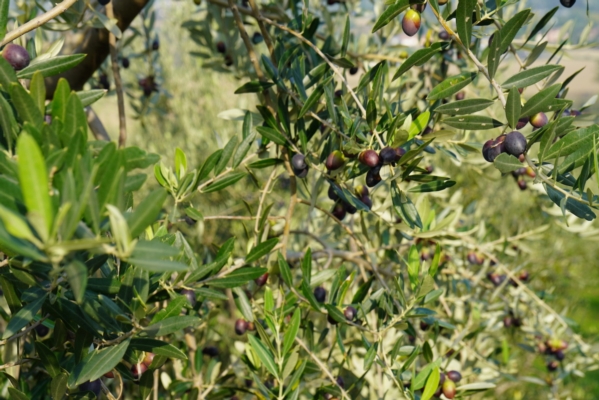 Olio di oliva, Masaf: 