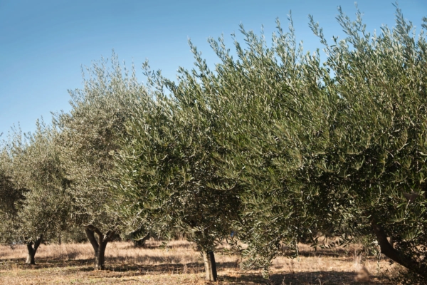 Piante Di Mandorlo Innestate - Varietà Filippo CEO (altezza 150cm - 3