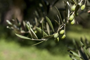 Lebbra dell'olivo: tecniche agronomiche e agrofarmaci efficaci