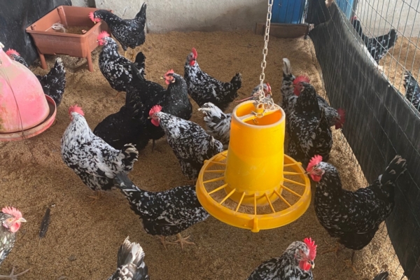Mangimi: larve di insetto per allevare polli - Zootecnia - AgroNotizie
