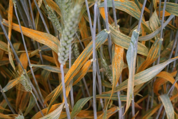 Frumento, clima e ruggine gialla - Difesa e diserbo - AgroNotizie