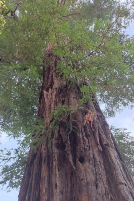 La sequoia: una conifera gigante e antica - Economia e politica ...