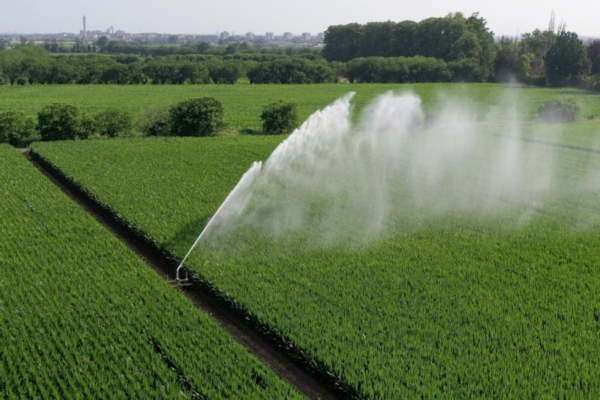 Mais a taglia bassa: Preceon - Smart Corn System - Agronomia - AgroNotizie