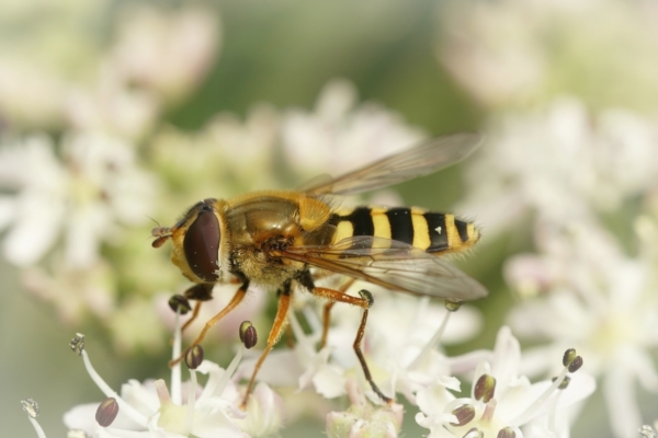 Controllo biologico delle malattie delle piante - Difesa e diserbo ...
