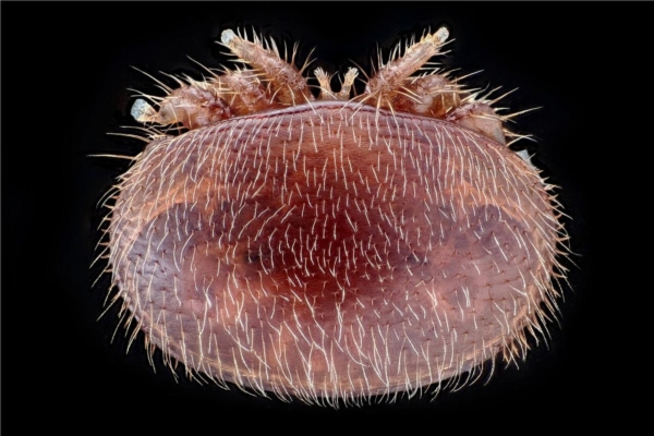 Allevare la varroa per conoscerla meglio - Zootecnia - AgroNotizie