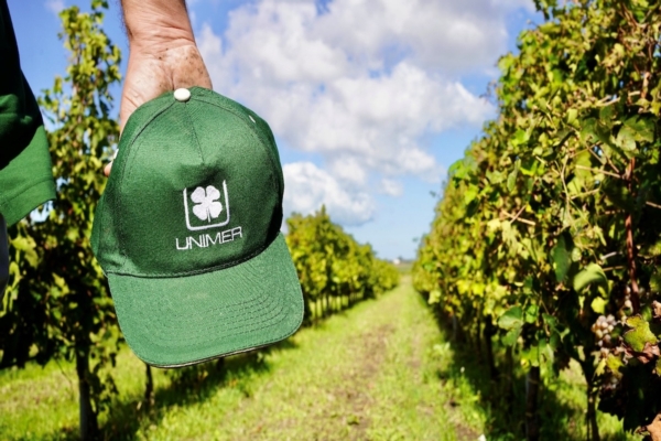 Vite, come gestire la concimazione post vendemmia - Fertilizzazione ...