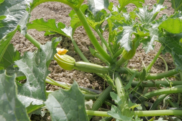 Zucchini, nei terreni poveri il segreto è il compost - Fertilizzazione ...