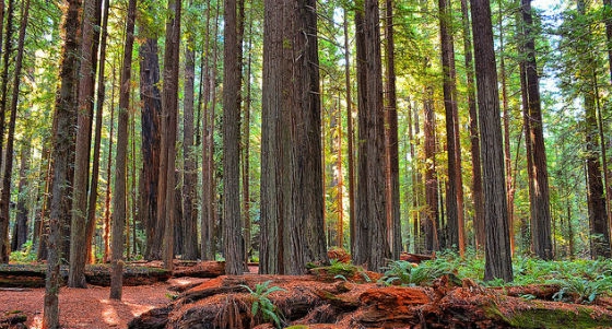 giant-forest-california.jpg
