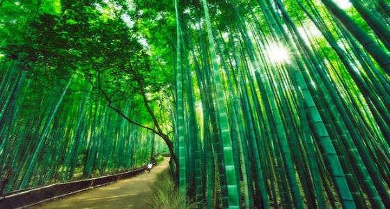 sagano-bamboo-forest.jpg