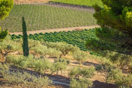 G7 Agricoltura Divinazione Expo 24