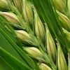 cereali-grano-cerealicole-redazionale-adama-gennaio-2024-fonte-adama-100x100.jpeg
