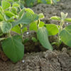 come-coltivare-la-soia-con-successo-link-blog-adama-fonte-adama.png