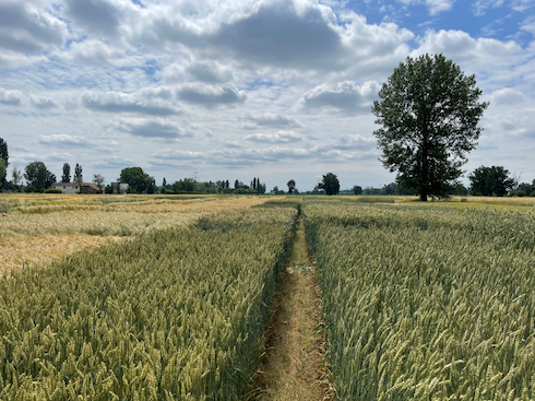 Confronto tra erbai di cereali da foraggio - Difesa e diserbo - AgroNotizie