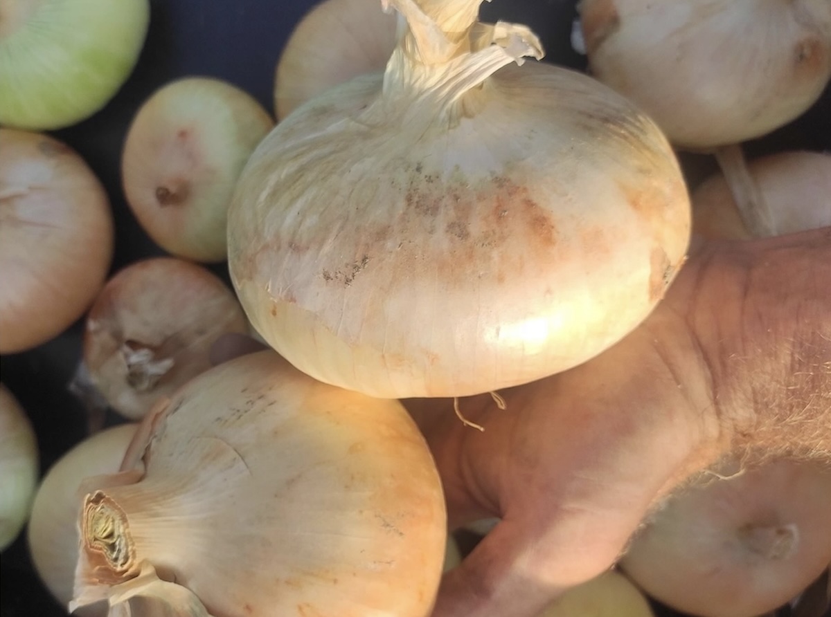 La cipolla dell'acqua si caratterizza per il bulbo a forma tonda e schiacciata