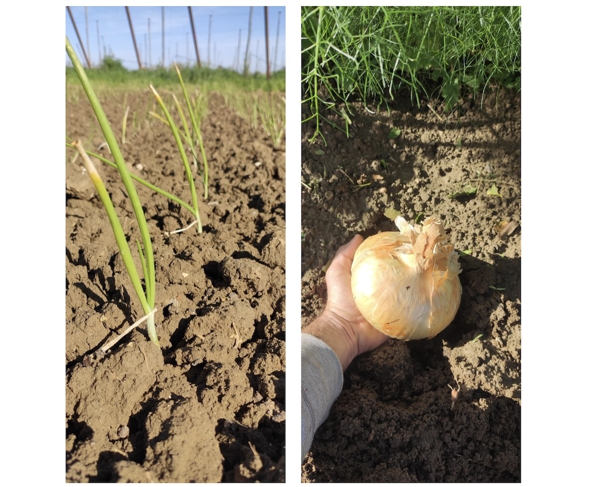 La cipolla precoce di Romagna si semina da dicembre a gennaio e si trapianta da marzo a maggio; la raccolta avviene invece da met&agrave; luglio a fine agosto
