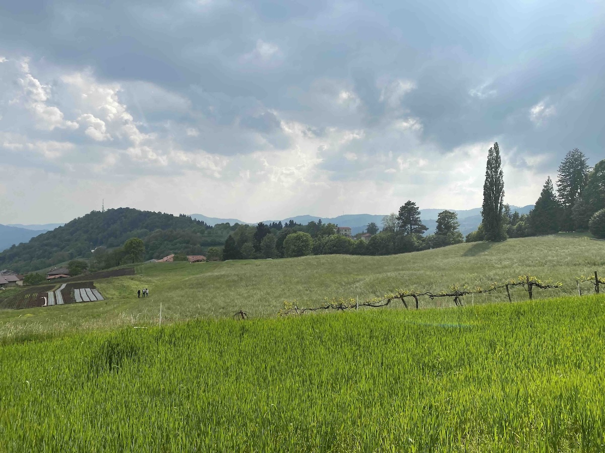 A La Rindola coltivano frumento tenero e mais Marano per un'estensione di circa 4mila metri quadrati per ciascuna coltura