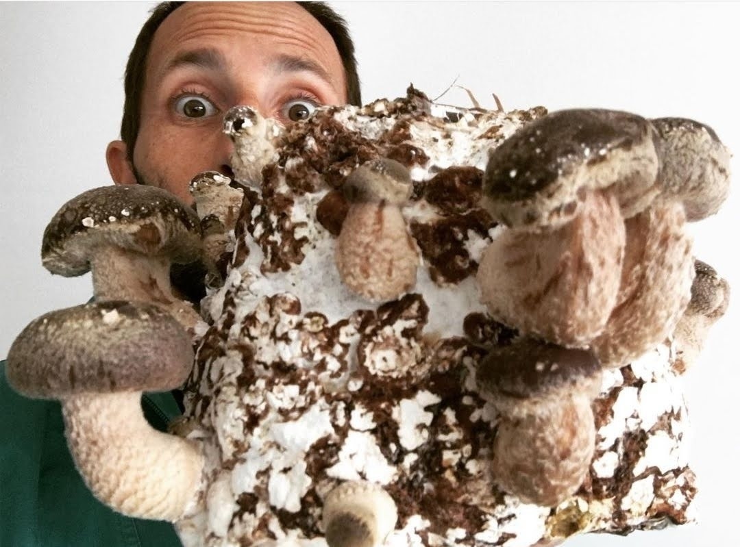 Basilio Bus&agrave; coltiva sia gli shiitake Donko che gli shiitake Koshin