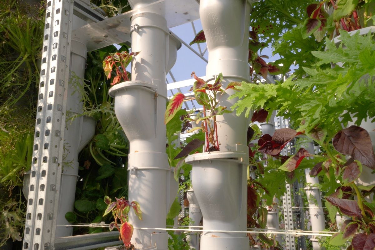 La produzione è molto diversificata perché sono tante le piantine presenti nell'impianto