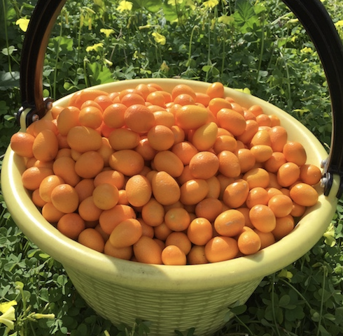Il kumquat è comunemente conosciuto come mandarino cinese