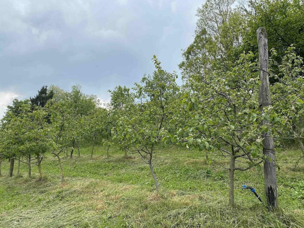 A La Rindola ci sono 3mila metri quadrati di meleto biologico