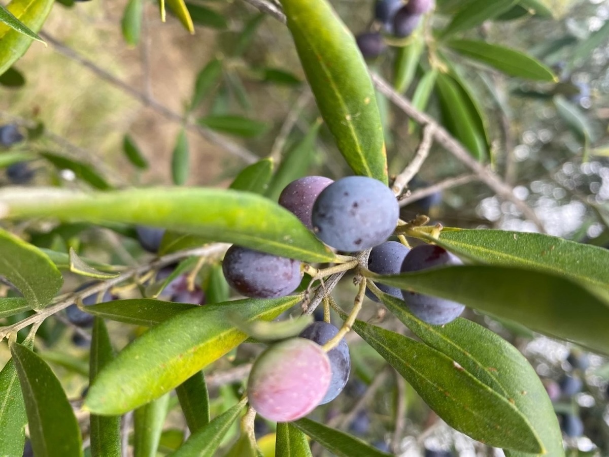 Le olive sono molto piccole e la resa media produttiva in olio è molto bassa (7-8%)