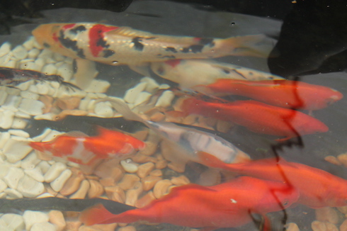 Parte dei lombrichi viene integrata nel circuito acquaponico per il nutrimento dei pesci