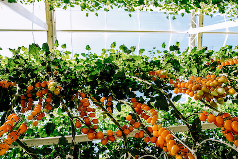 L'innovazione del metodo di coltivazione permette di sperimentare e coltivare diverse varietà di pomodori