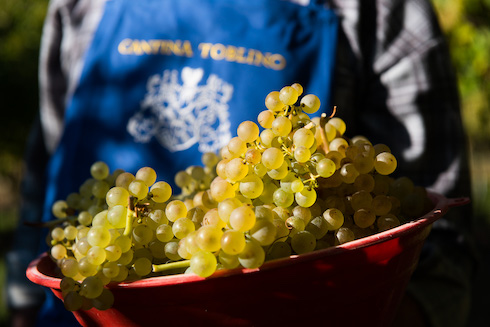 Le varietà maggiormente coltivate sono lo Chardonnay, il Müller Thurgau, il Pinot grigio, il Sauvignon e la Nosiola