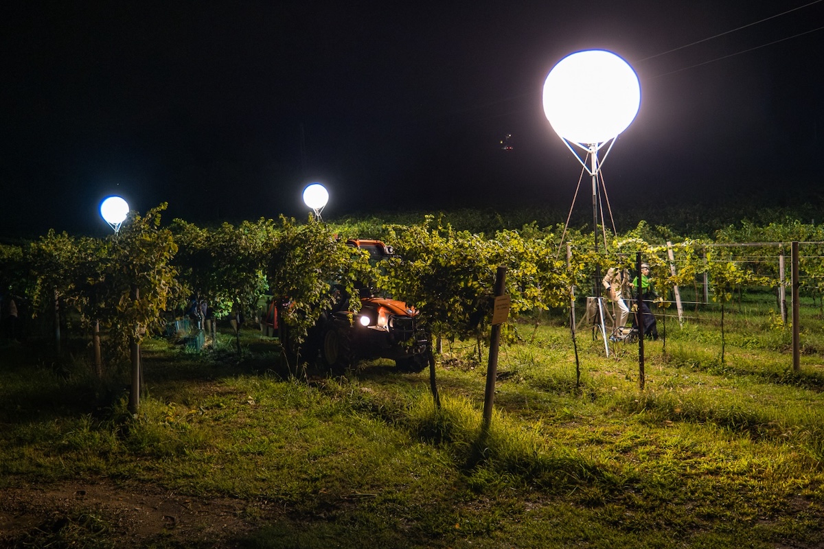 Vendemmiare di notte significa lavorare con grappoli naturalmente freschi e più resistenti, riducendo il rischio di ossidazione e migliorando la qualità del vino