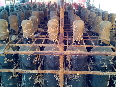 Alcune bottiglie di vino prodotte vengono affinate nel mare Adriatico