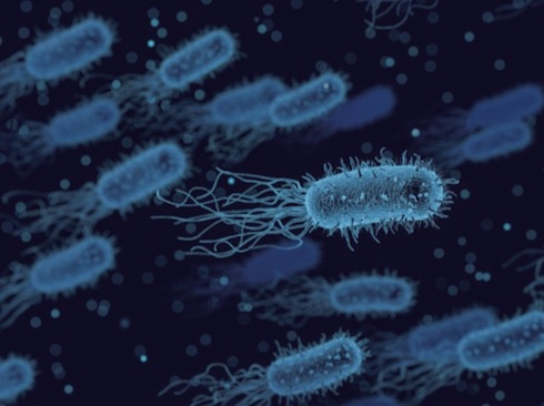 All'interno del rumine ci sono batteri presenti solo nella fase liquida, altri che formano un biofilm sulle particelle alimentari e un terzo gruppo in intima connessione con le pareti ruminali