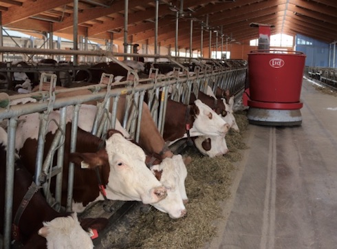Le bovine consumano con appetito l'unifeed distribuito da Vector